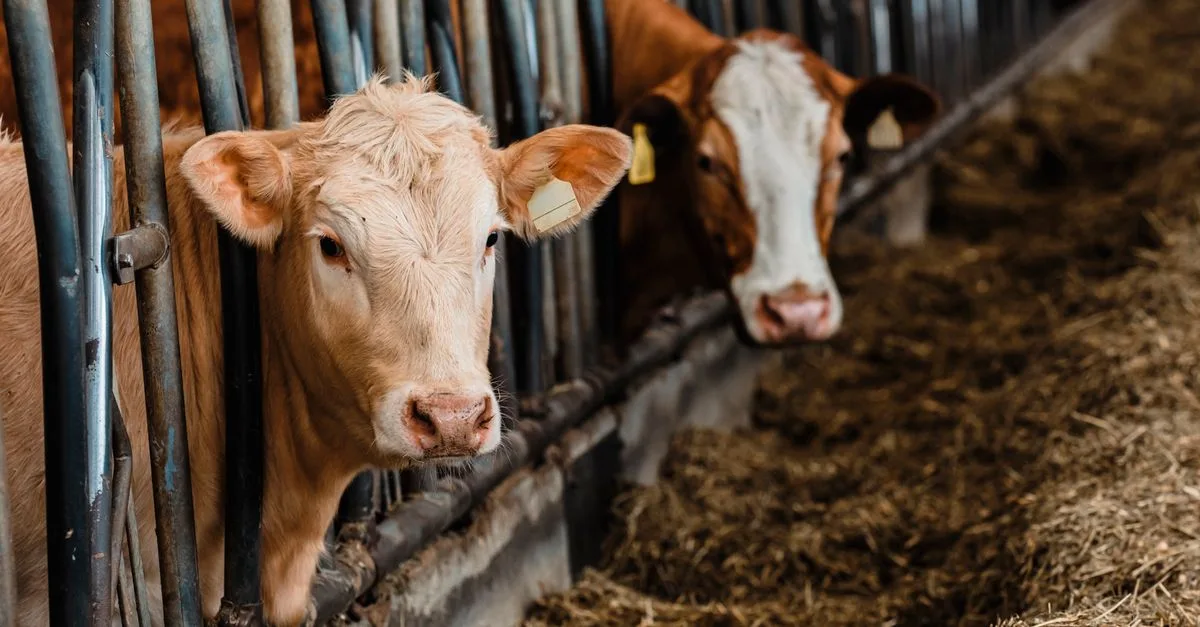 découvrez les prix actuels des bovins sur le marché, tendances et conseils pour bien acheter ou vendre vos vaches.