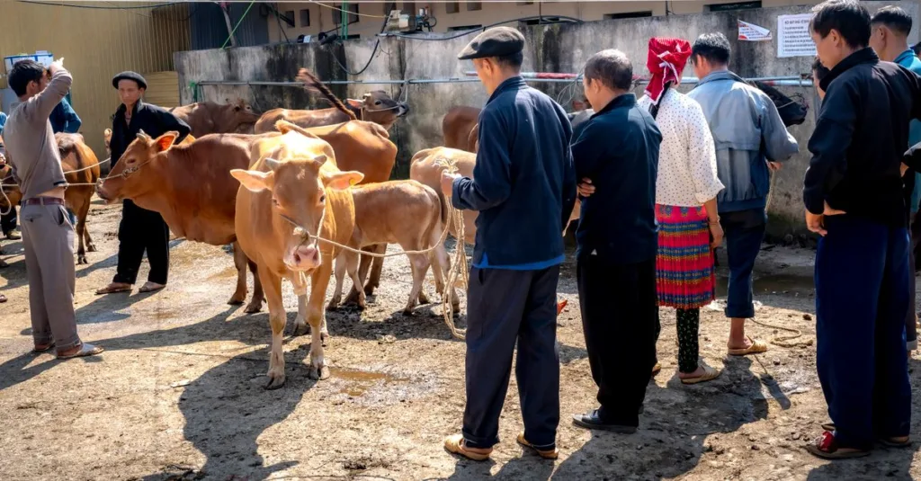 découvrez les prix actuels des vaches sur le marché, analyse des tendances et conseils pour bien acheter ou vendre vos bovins.