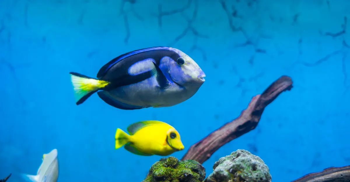 services professionnels de déménagement d'aquariums : transport sécurisé et soin expert pour vos poissons et équipements.