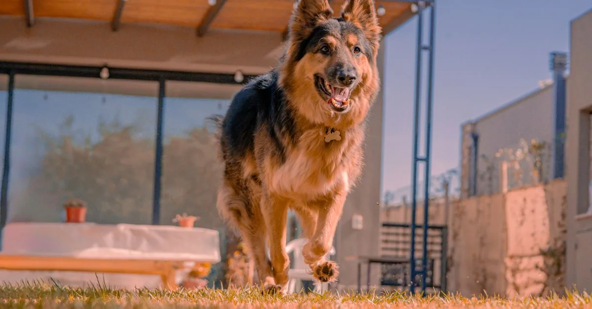 découvrez comment votre chien bouge avec énergie et enthousiasme. conseils et astuces pour accompagner ses mouvements naturels.