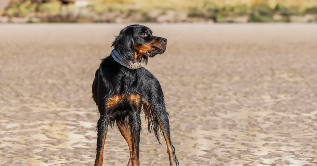 découvrez tout sur le déplacement des chiens : techniques, conseils et bienfaits pour leur santé et leur bien-être.
