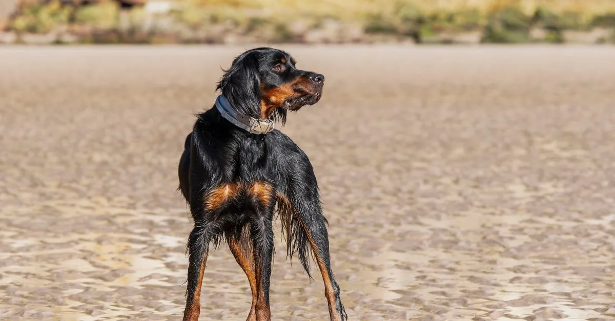 découvrez tout sur le déplacement des chiens : techniques, conseils et bienfaits pour leur santé et leur bien-être.