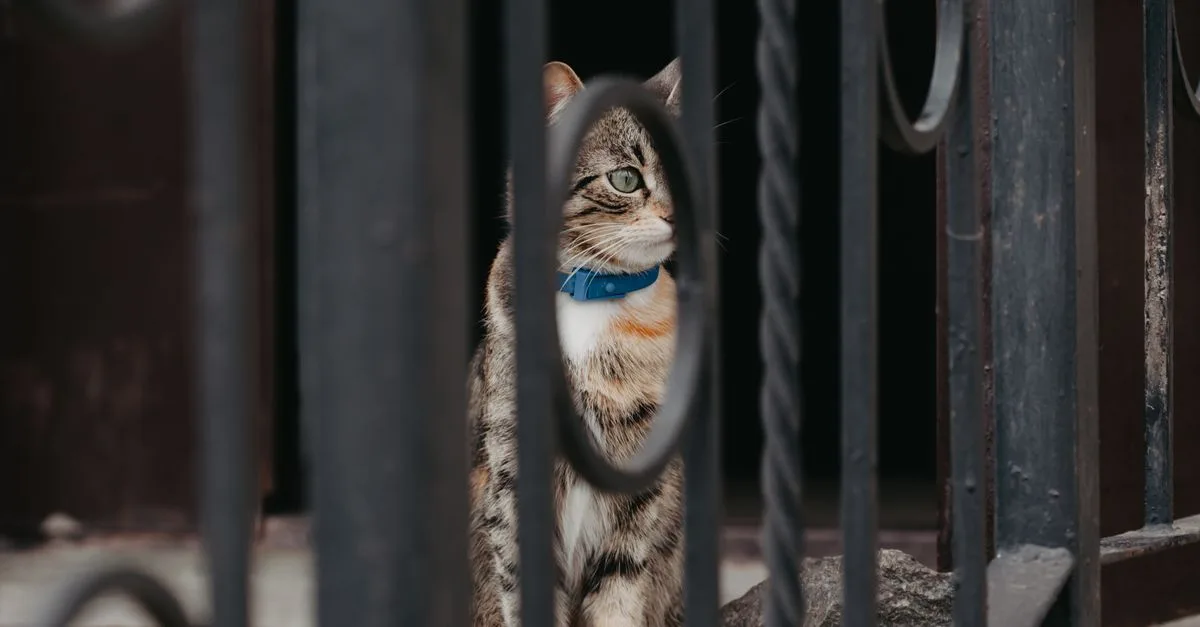 découvrez des astuces efficaces pour empêcher votre chat de s'échapper et garantir sa sécurité à la maison.
