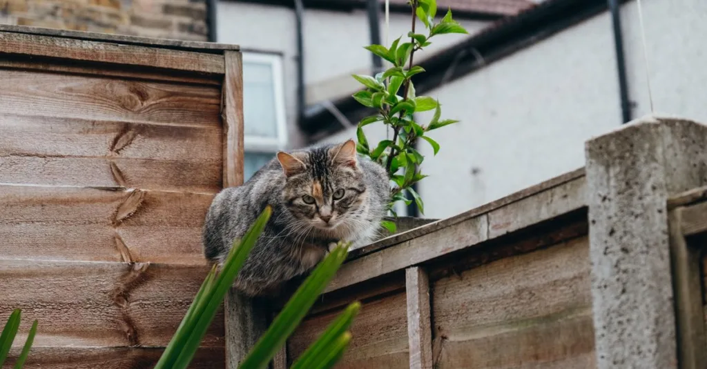 découvrez des astuces efficaces pour empêcher votre chat de s'échapper et garantir sa sécurité à la maison.
