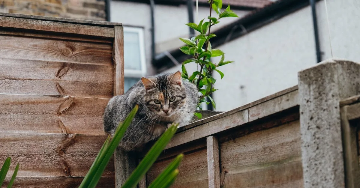 découvrez des astuces efficaces pour empêcher votre chat de s'échapper et garantir sa sécurité à la maison.
