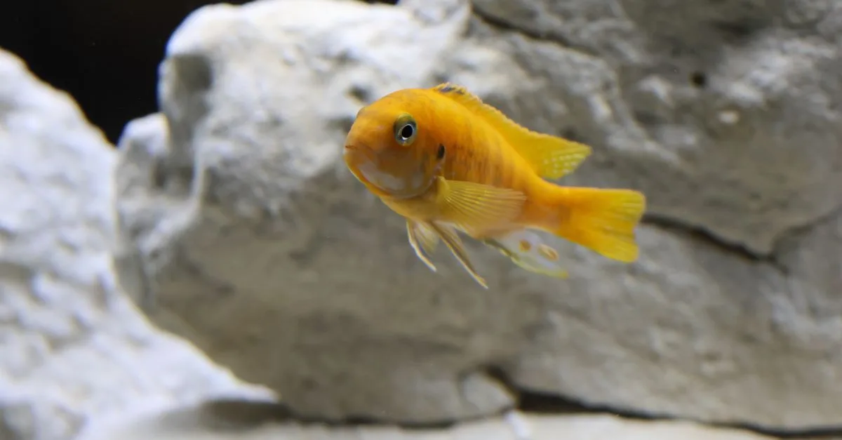 découvrez comment installer et entretenir votre aquarium facilement avec nos conseils pratiques pour un habitat sain et équilibré pour vos poissons.