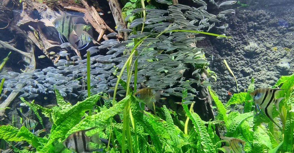 découvrez comment installer un aquarium parfait : choix du matériel, mise en place, conseils d'entretien et astuces pour un environnement aquatique sain et équilibré.