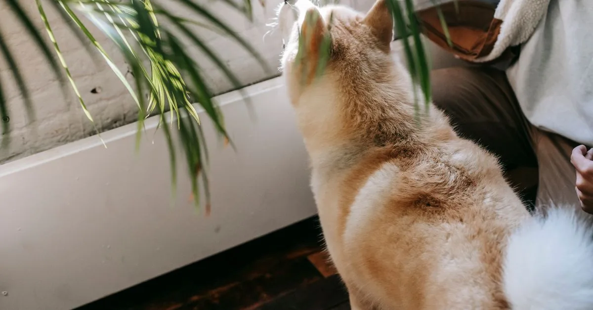 découvrez des conseils et astuces pour adapter votre domicile et votre mode de vie à votre animal de compagnie, assurant ainsi son bien-être et son bonheur.