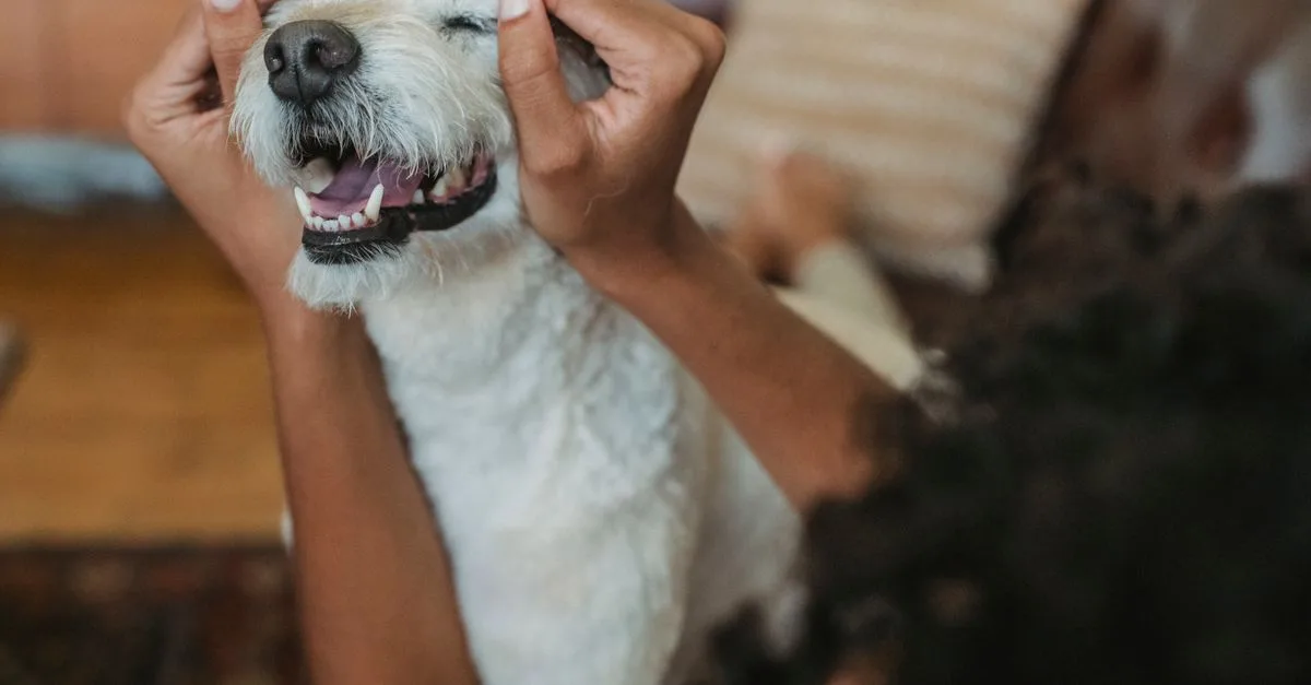 découvrez des conseils efficaces pour gérer le stress de votre animal de compagnie et améliorer son bien-être au quotidien.