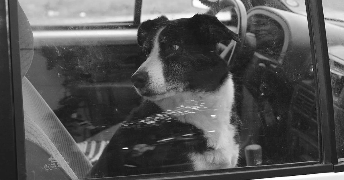 service de transport sécurisé et confortable pour vos animaux de compagnie, garantissant leur bien-être lors de tous vos déplacements.