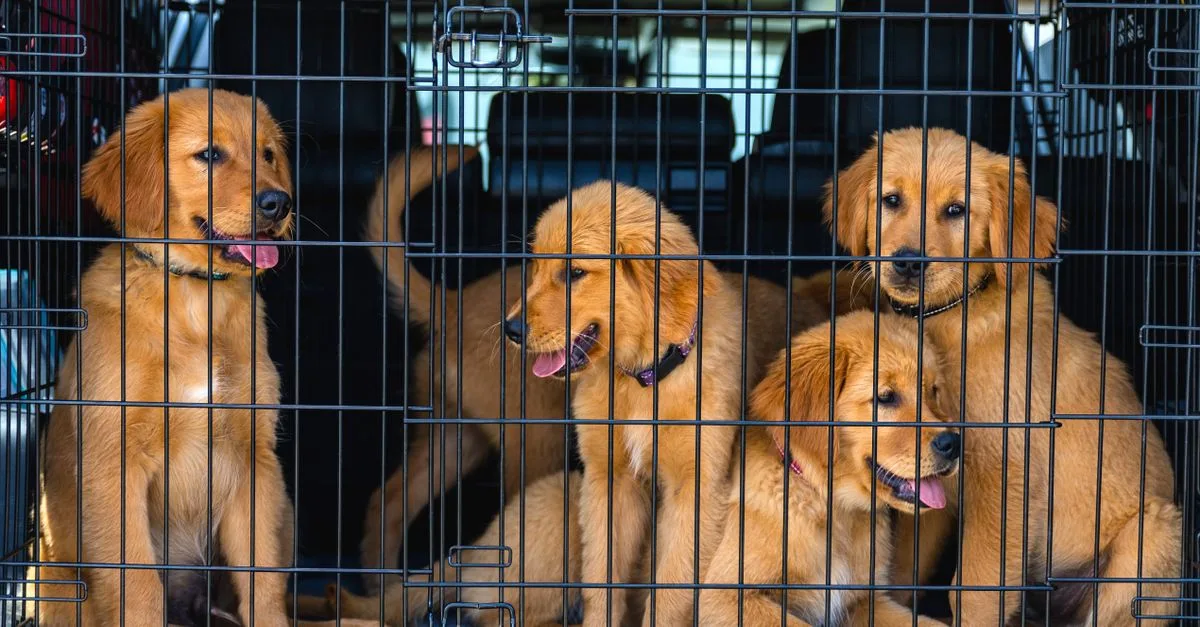 service de transport sécurisé et confortable pour vos animaux de compagnie, garantissant leur bien-être lors de tous vos déplacements.
