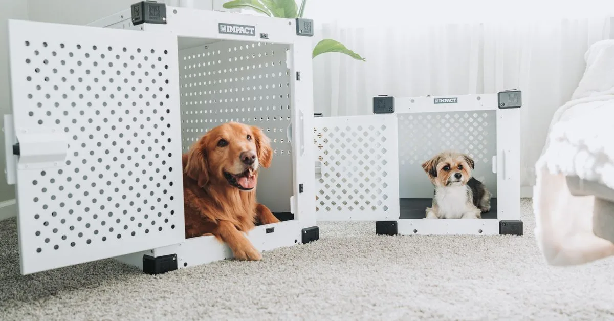 espace temporaire pour animaux de compagnie offrant un accueil sécurisé et confortable lors de vos déplacements ou absences.
